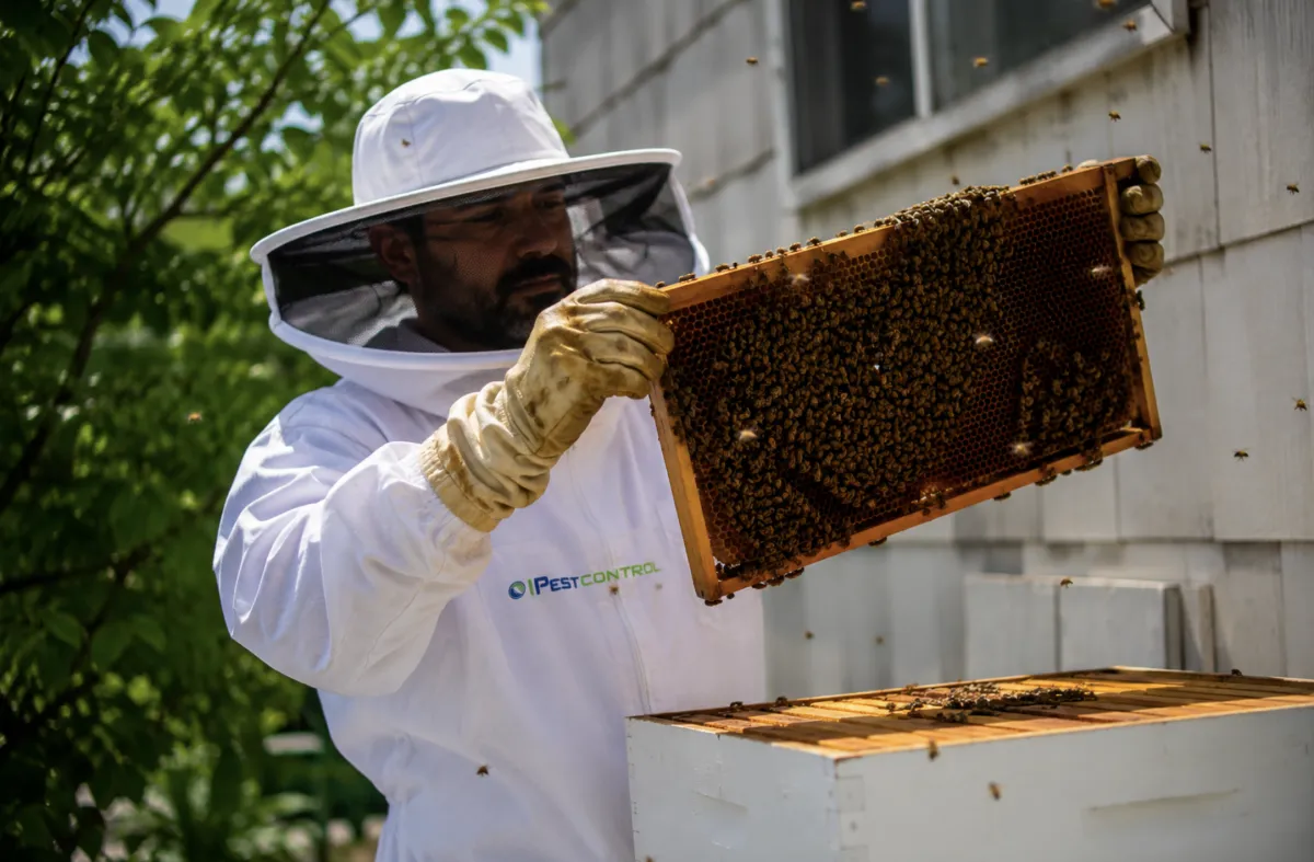 Termite Specialist in Miami