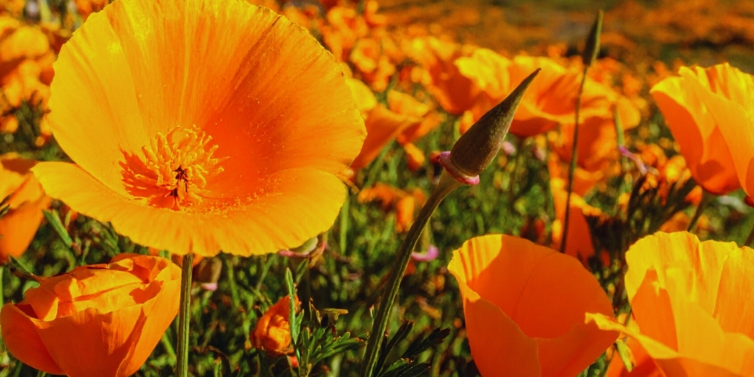 Close-up of vibrant orange poppy flowers blooming in a sunlit field.