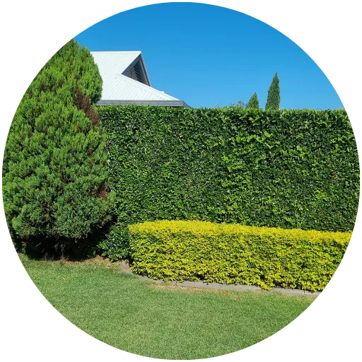 Hedge trimming mountain creek