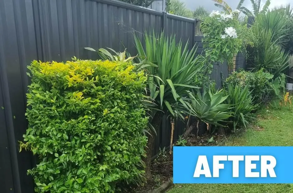hedge trimming buderim