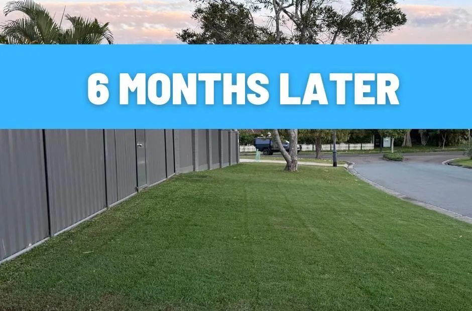 lawn treatment buderim