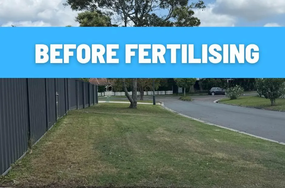 grass treatment buderim
