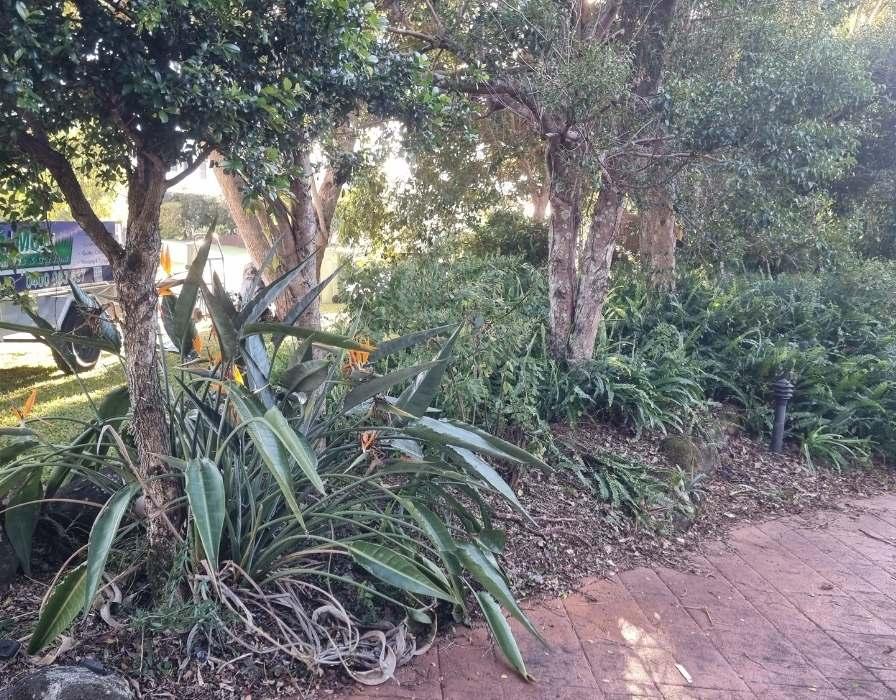 yard clean up Mountain Creek