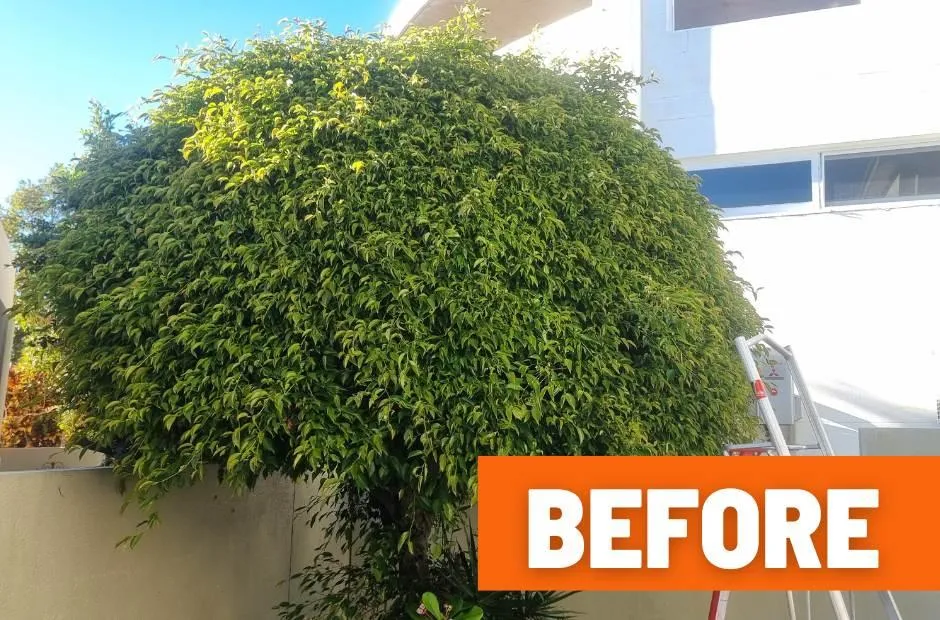Hedging shaping Buderim before photo