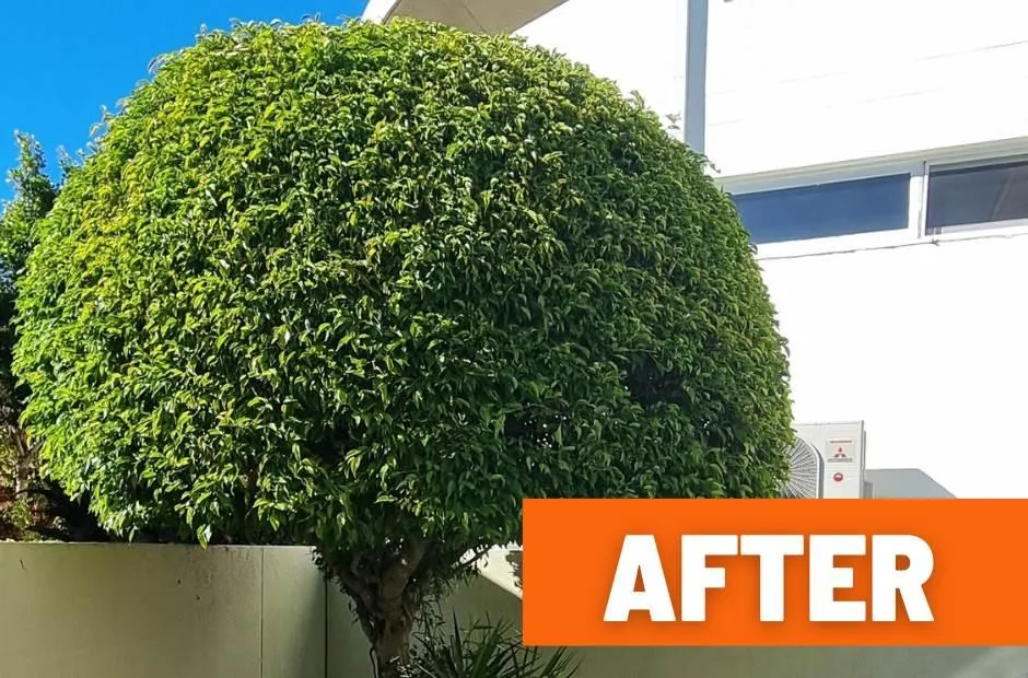 Hedging shaping Buderim after photo
