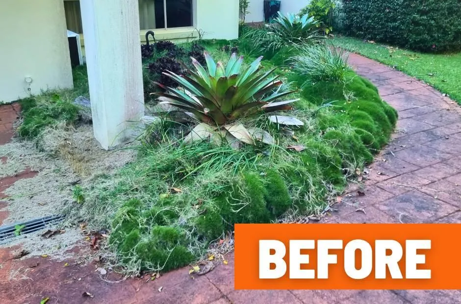 Garden cleanup Buderim before photo