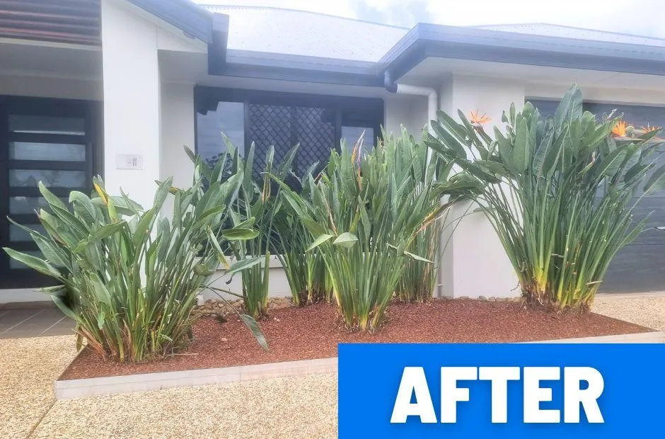 Garden Tidyup Soft landscaping Muntain Creek after photo