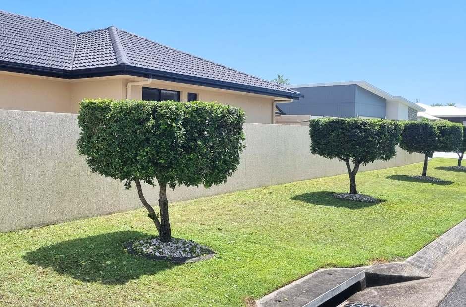 Buderim hedging shaping lawn mowing