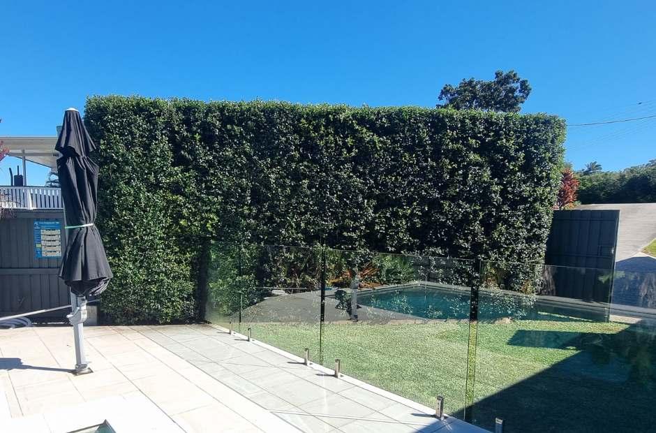 3. Minyama Hedging Photo