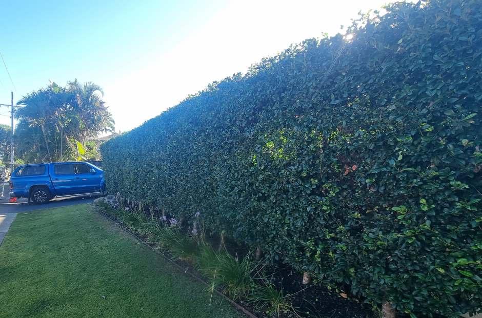 Buderim Hedge Trimming ShapingPhoto