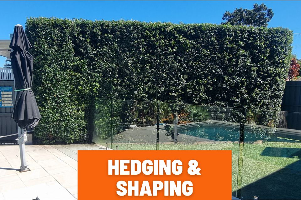 hedging buderim