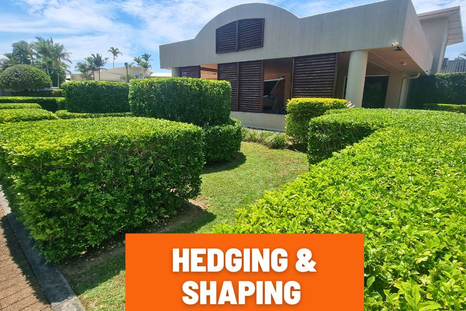 Hedge trimming and shaping