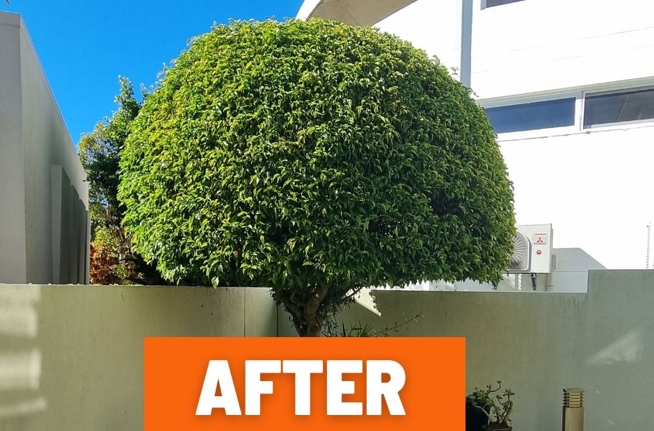 Lawn Mowing and Edging