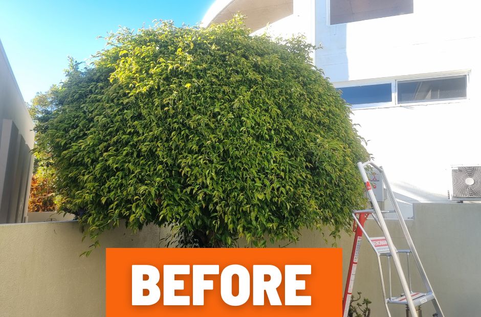 Hedge trimming and shaping