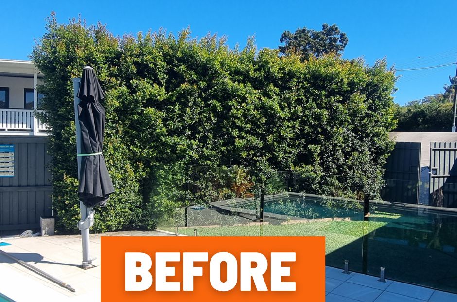 Hedge trimming and shaping