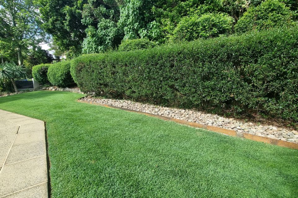 garden maintenance buderim clean lawn edges