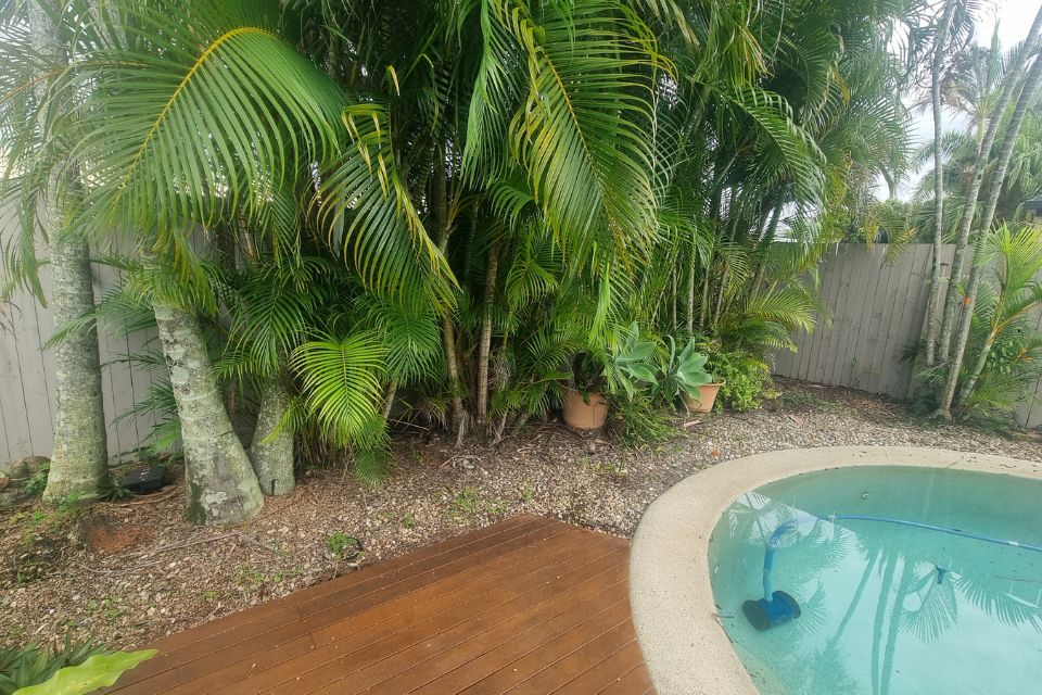 Poolside garden overgrowth with Golden Cane palms dropping leaves