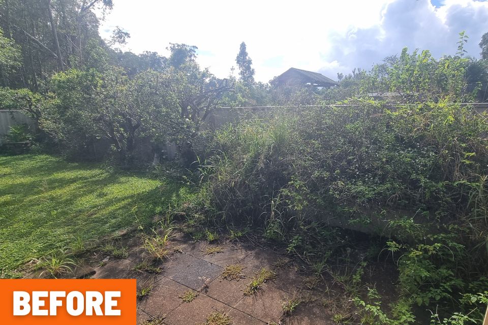 garden cleanup case study in buderim with severely overgrown garden