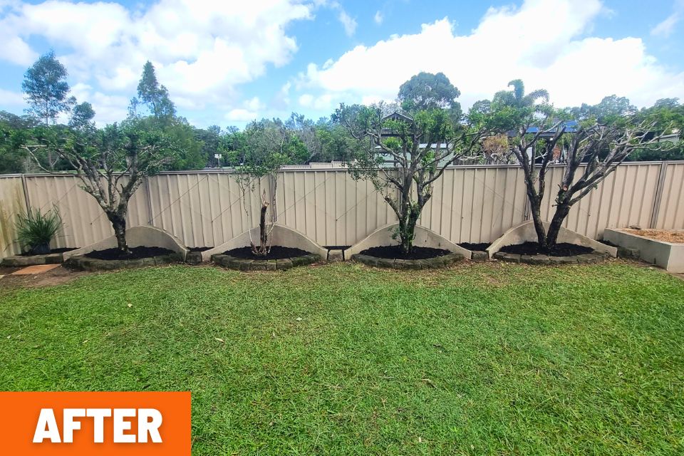 case study garden cleanup in buderim with neat garden beds