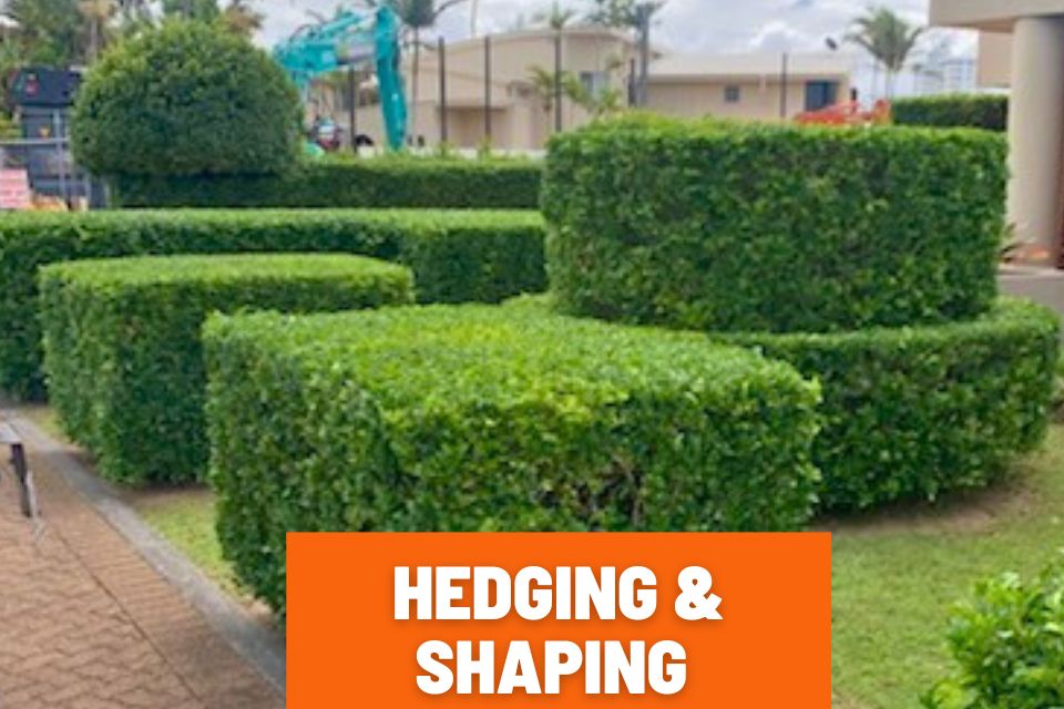 Neat hedge trimming, shaping and garden maintenance for a house-proud property owner in Minyama