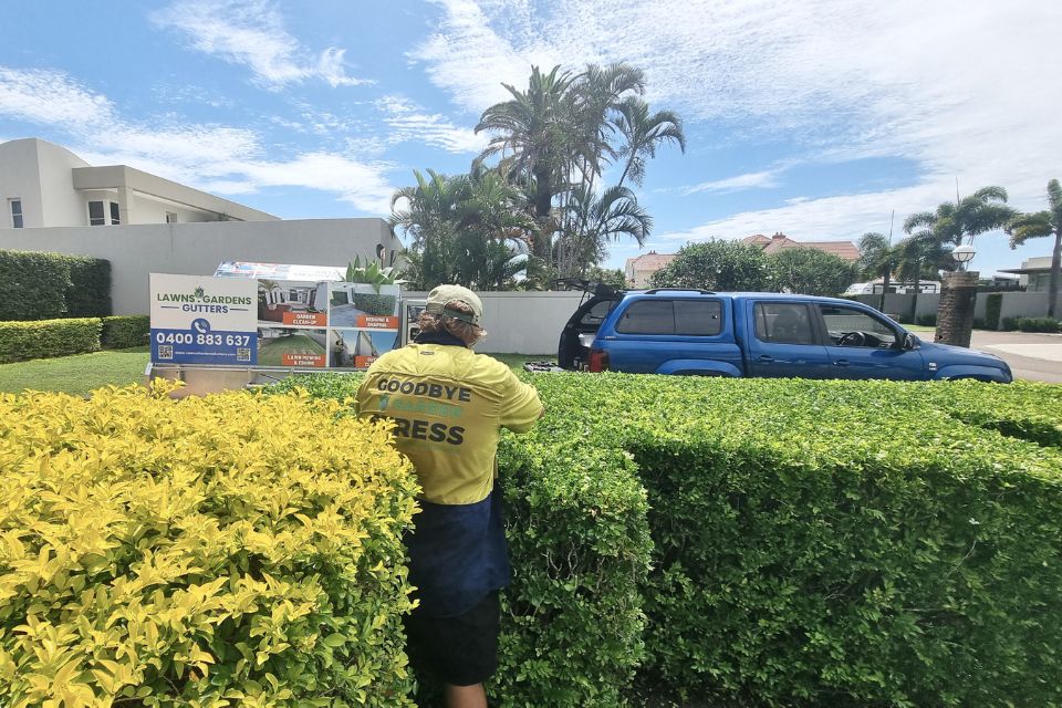 Garden clean-up team working on hedge trimming and shaping in Buderim