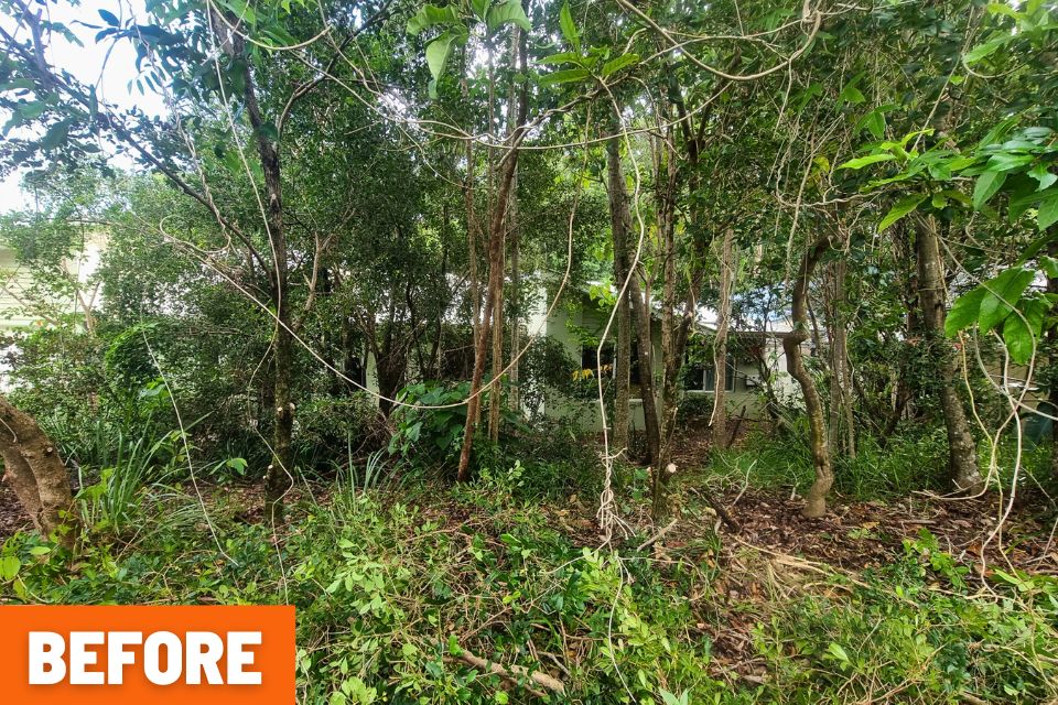 Overgrown garden in Buderim before clean-up with dense weeds and vines