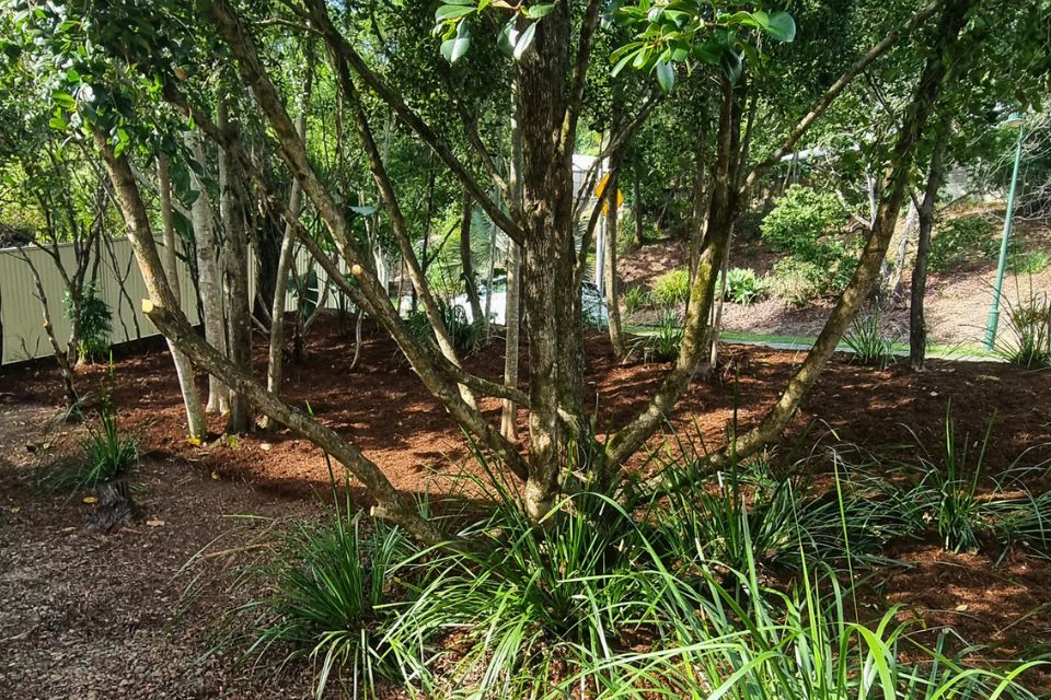 Front yard in Buderim after garden clean-up with improved light and open space