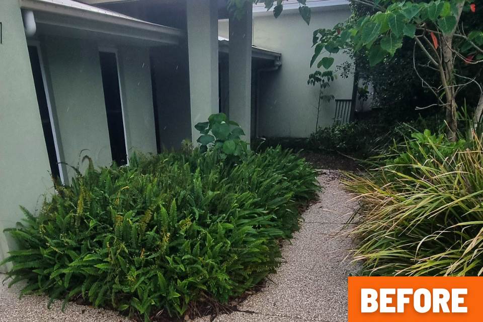 Agapanthus garden bed in Buderim taken over by fishbone fern before clean-up