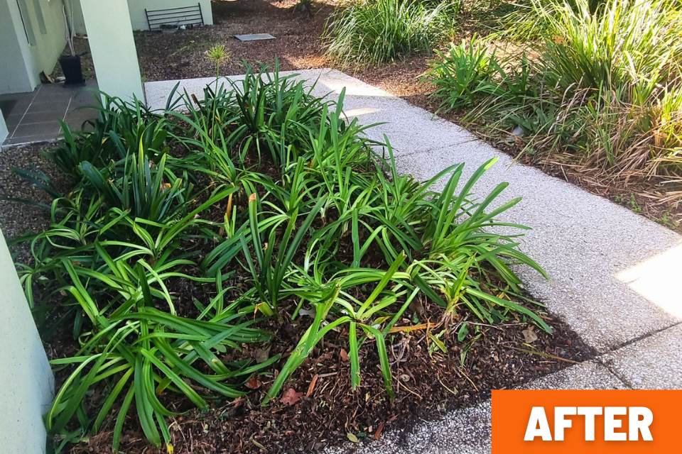 Tidy garden bed with fresh tea tree mulch