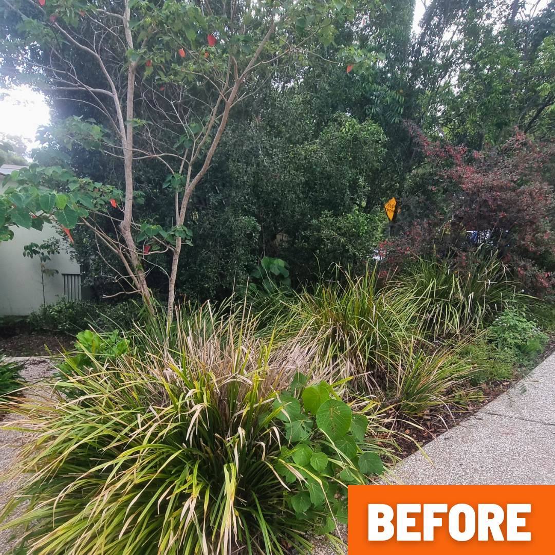 Front garden in Buderim before clean-up, closed in with heavy overgrowth blocking light