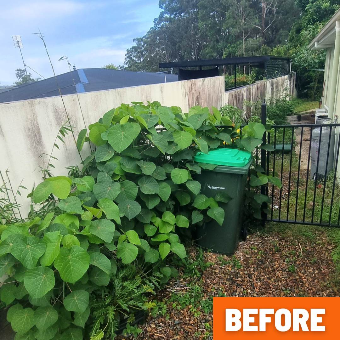 Bushy yard in Buderim before garden clean-up with thick undergrowth and vines