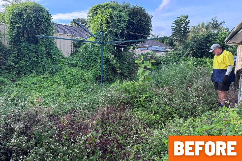 Overgrown backyard before a major garden clean-up in Buderim
