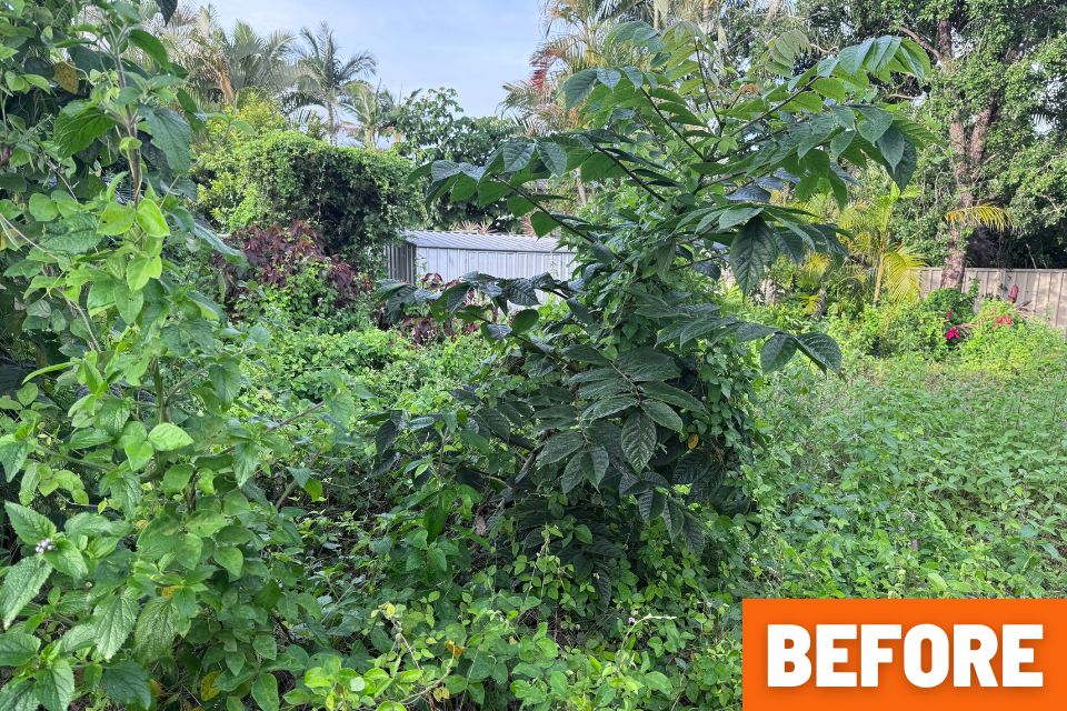 Garden shed almost hidden by overgrown weeds and vines before the Buderim backyard clean-up.