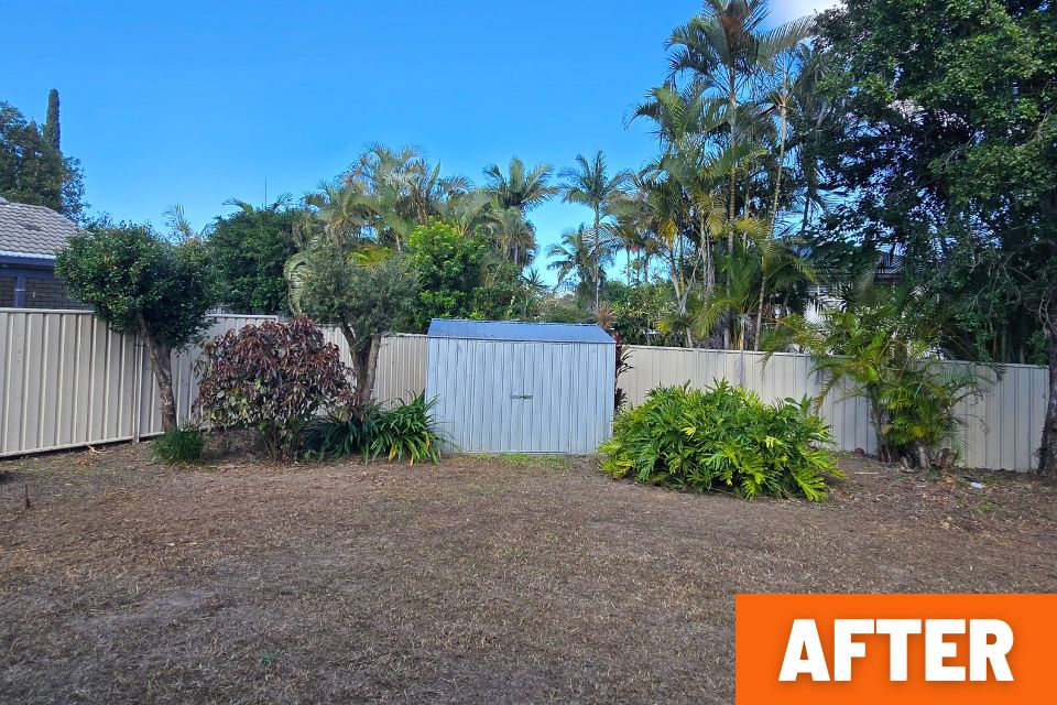 Garden shed revealed after clearing heavy overgrowth during a Buderim property clean-up