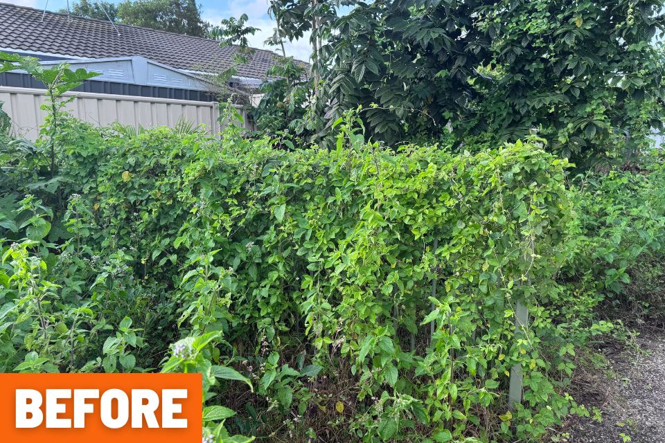 Side gate completely covered by vines before the Buderim property clean-up
