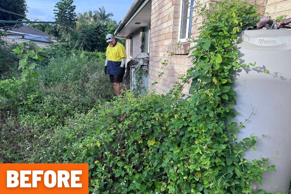 Overgrown weeds and vines surrounding the house wall before the Buderim backyard clean-up