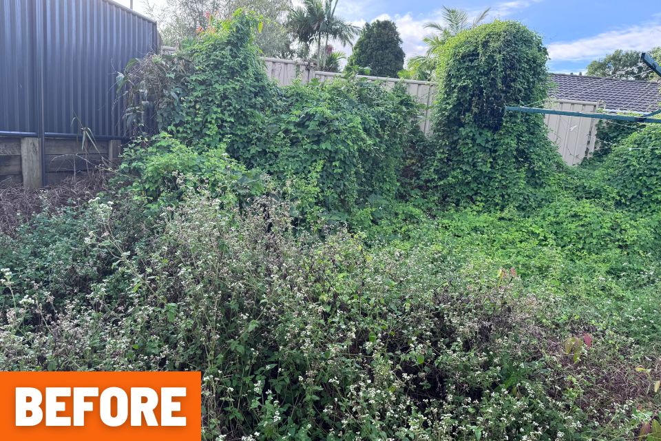Backyard entry heavily overgrown before the Buderim garden clean-up.