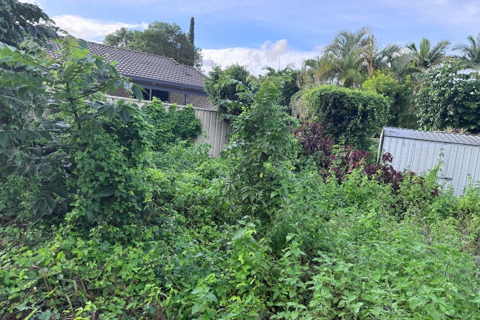 Heavy vine growth covering the fence and trees before clearing work in Buderim.