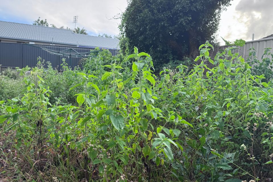 Long grass and dense weeds throughout an overgrown Buderim backyard before the garden clean-up