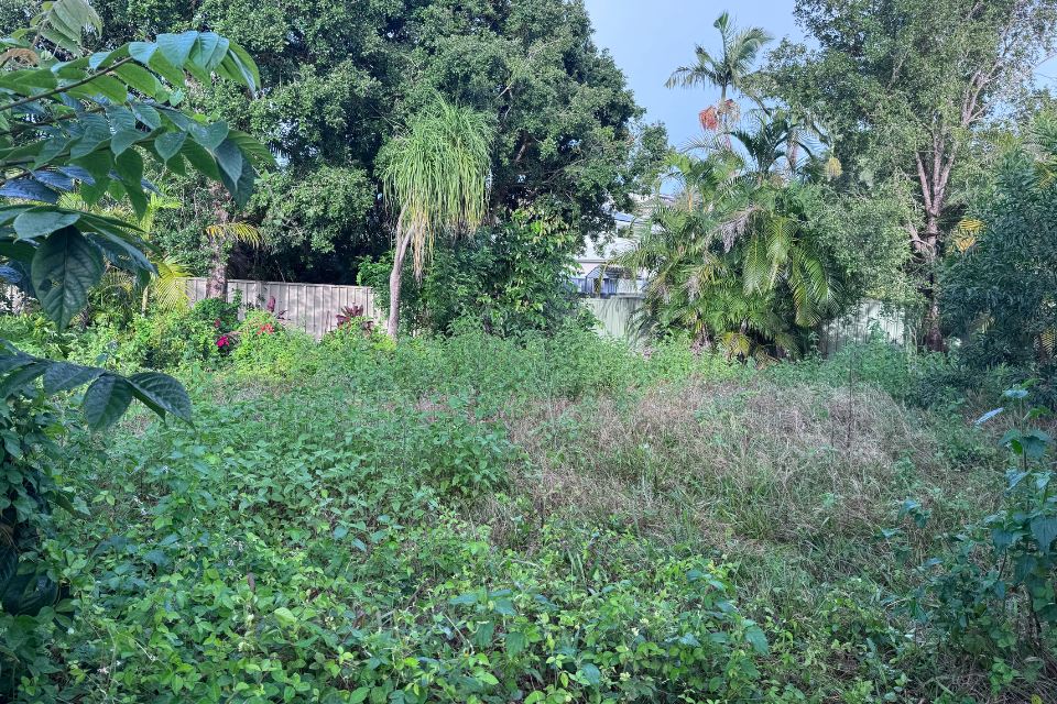 weeds and overgrown vegetation across the backyard before clearing