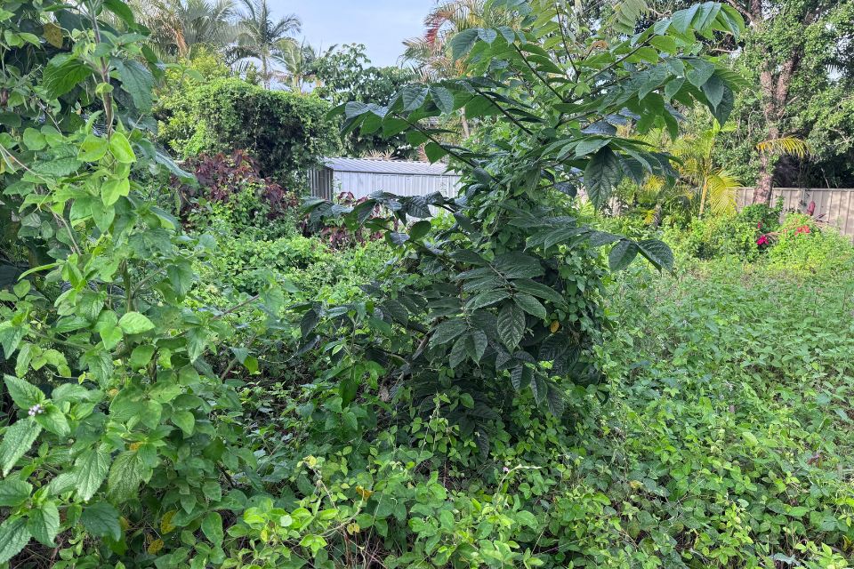 Overgrown backyard before a major garden clean-up in Buderim, with long grass, weeds and overgrown vegetation