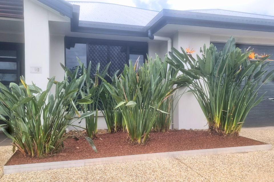 Aluminium garden edging and fresh mulch installed after a Buderim garden clean-up to create a neat, low-maintenance garden bed.