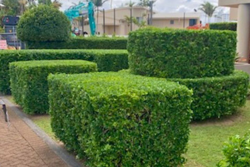 Professionally trimmed hedges completed in Minyama on the Sunshine Coast