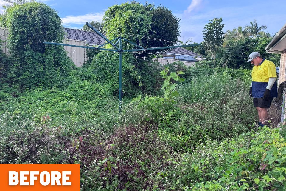 Severely overgrown backyard before a massive garden tidy up in Buderim