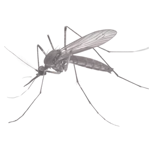 Professional pest control treatments for mosquitoes, ticks, bed bugs, and fleas