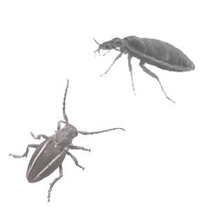 Professional pest control treatments for mosquitoes, ticks, bed bugs, and fleas