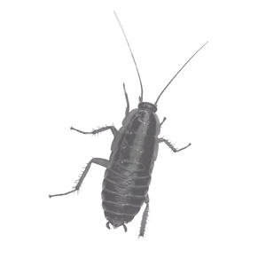 Professional pest control treatments for mosquitoes, ticks, bed bugs, and fleas