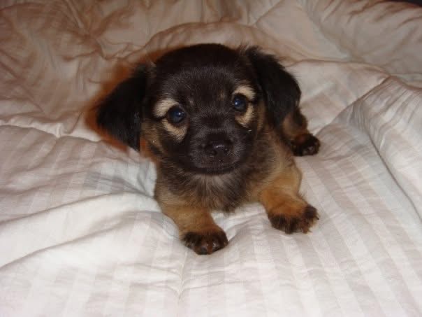 Small black and tan puppy sitting on a white comforter looking toward the camera.