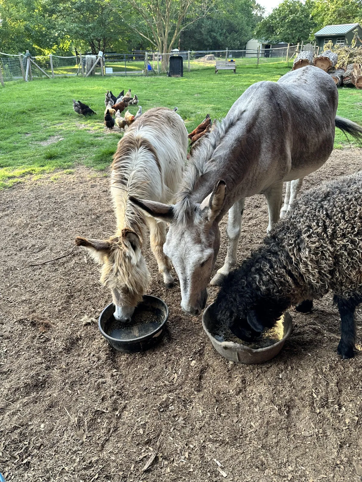 Bloom Farm Animal Blog