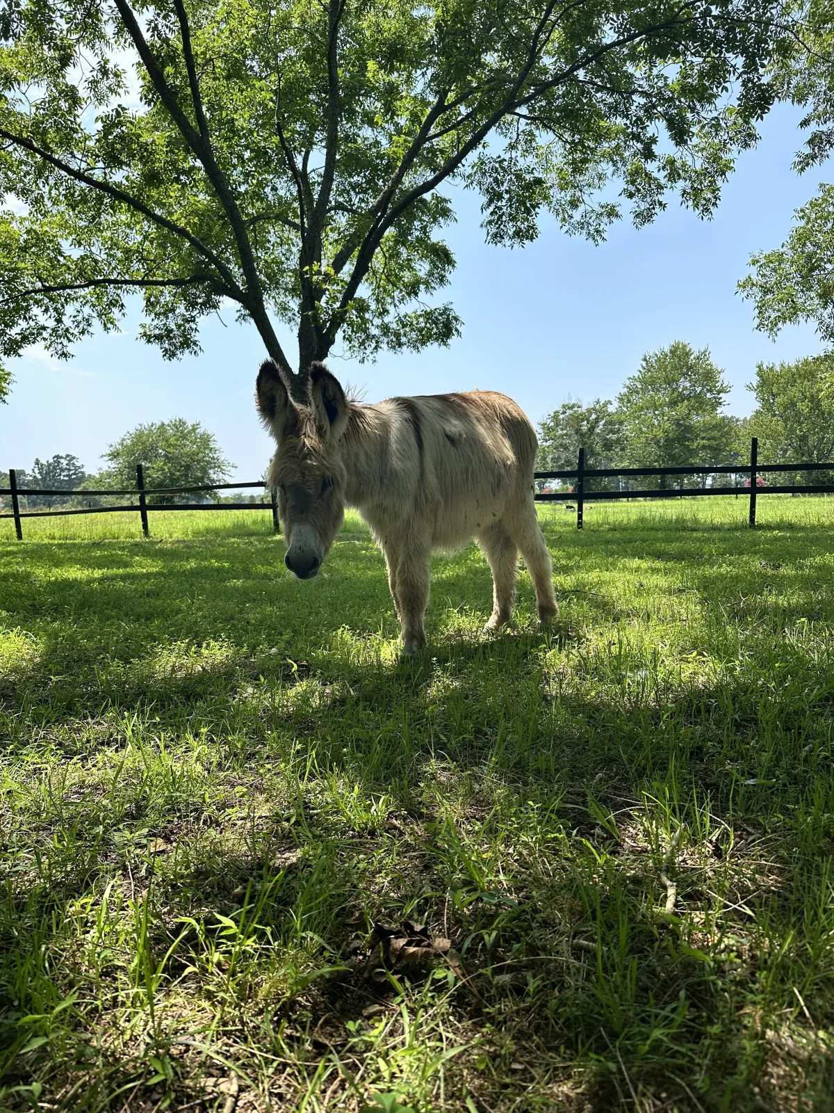 Bloom Farm Animal Blog